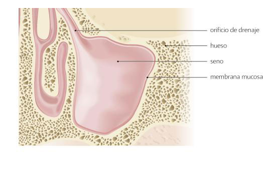 Diagrama de los senos nasales maxilares