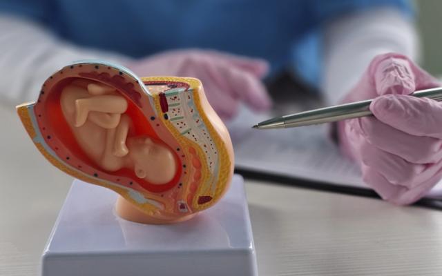 Médico explica qué es la placenta y para qué sirve