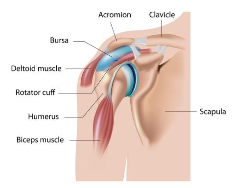 Anatomía del hombro