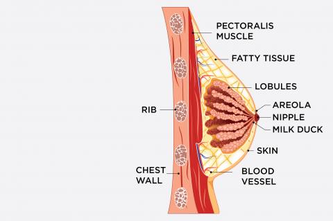 Breast Anatomy